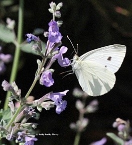Acmon Blue Butterfly (photos by Kathy Keatley Garvey)