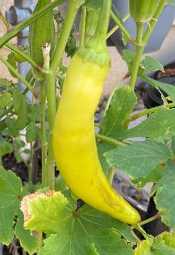 Banana Pepper Hanging out with Okra (photo by David Bellamy)