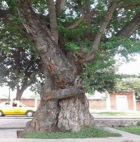 Hugging Trees 2