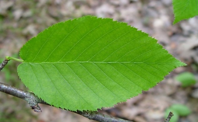black leaf birch