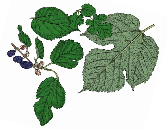 White Mulberry Morus alba