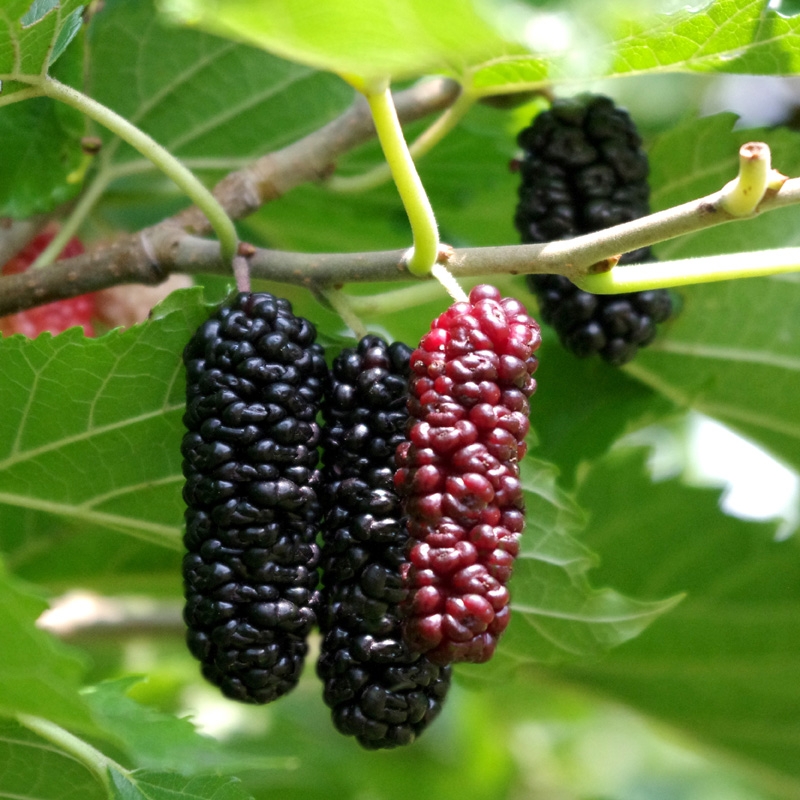 The Very Berry Mulberry - Under the Solano Sun - ANR