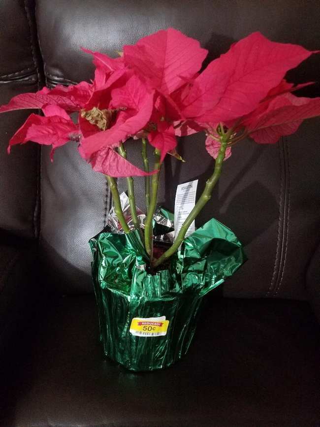 Pink Poinsettia clearance