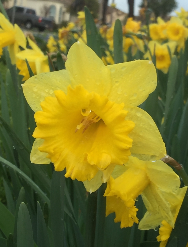 Daffodil yello with droplets