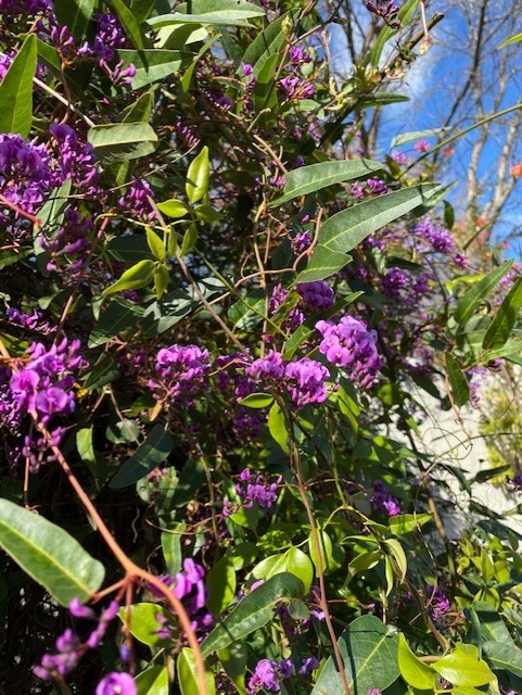 Hardenbergia photo by Mike Gunther