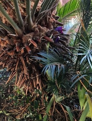Sago palm and iris. photos by Karen Metz