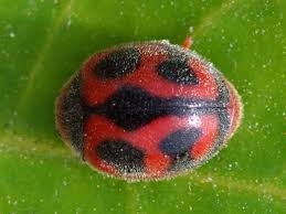 vedalia beetle