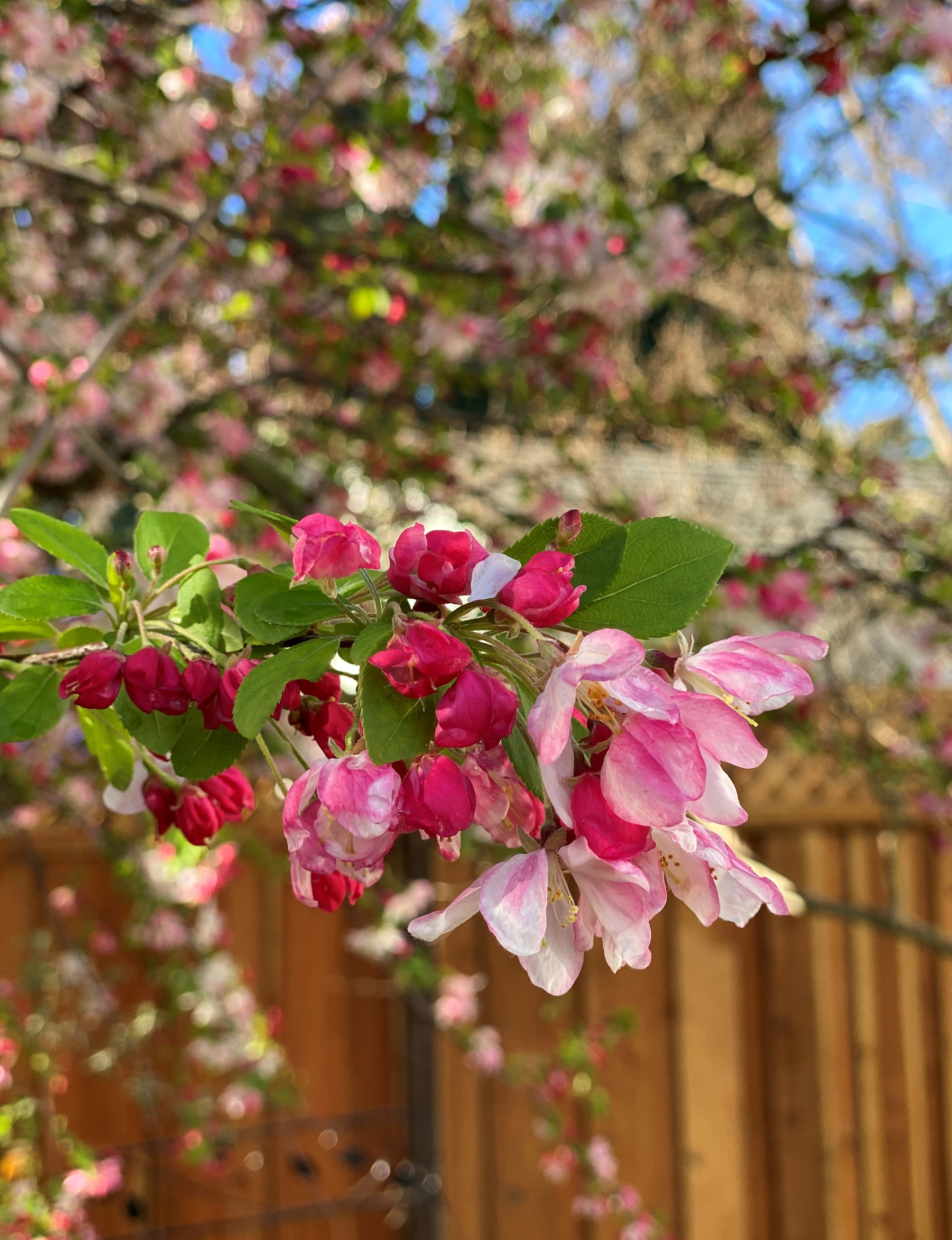 single spring flower