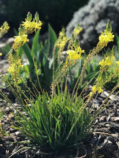 bulbine frutescens