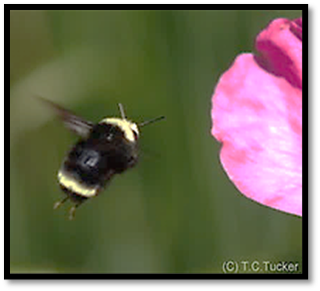 Bumble Bee - Tom Tucker