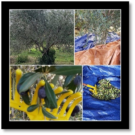 olive blog pic nforrest