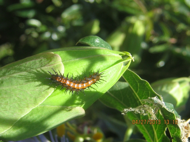 Fritillary caterpillar. photo by Sharon Rico