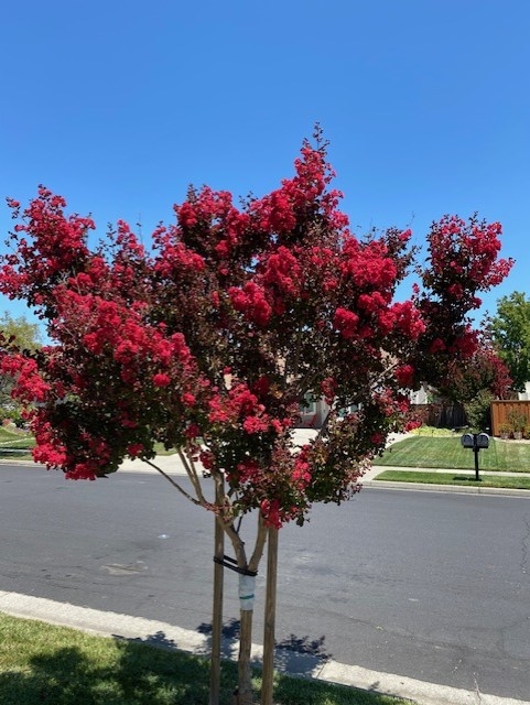 Crepe myrtle. photo by Mike Gunther