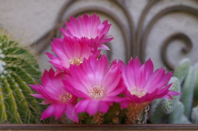 Cacti in a wall container (Photo by Emily Rued)