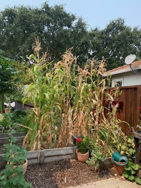 Corn stalks. photos by Kathy Gunther