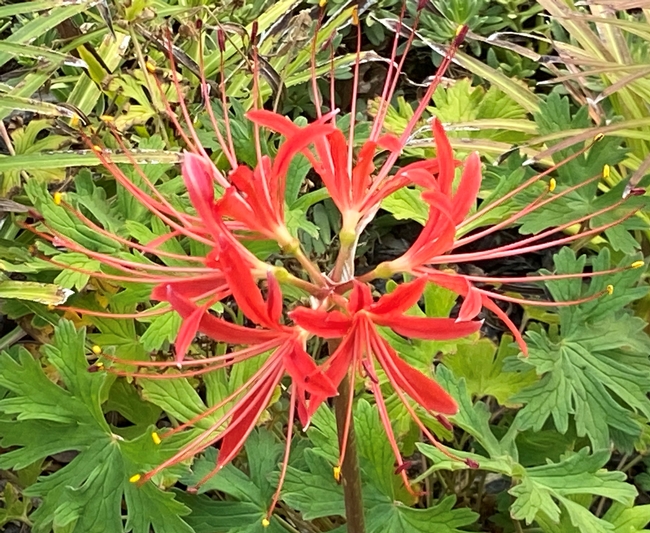 Red Spider Lily bloom closeup. photos by David Bellamy