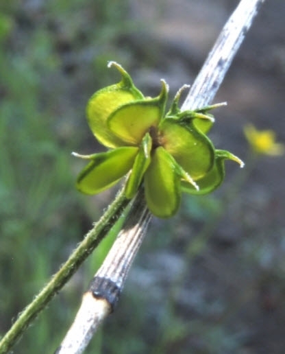Ranunculus californicus CA Buttercup Seed Pod