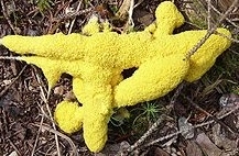 yellow dog vomit slime mold sm H