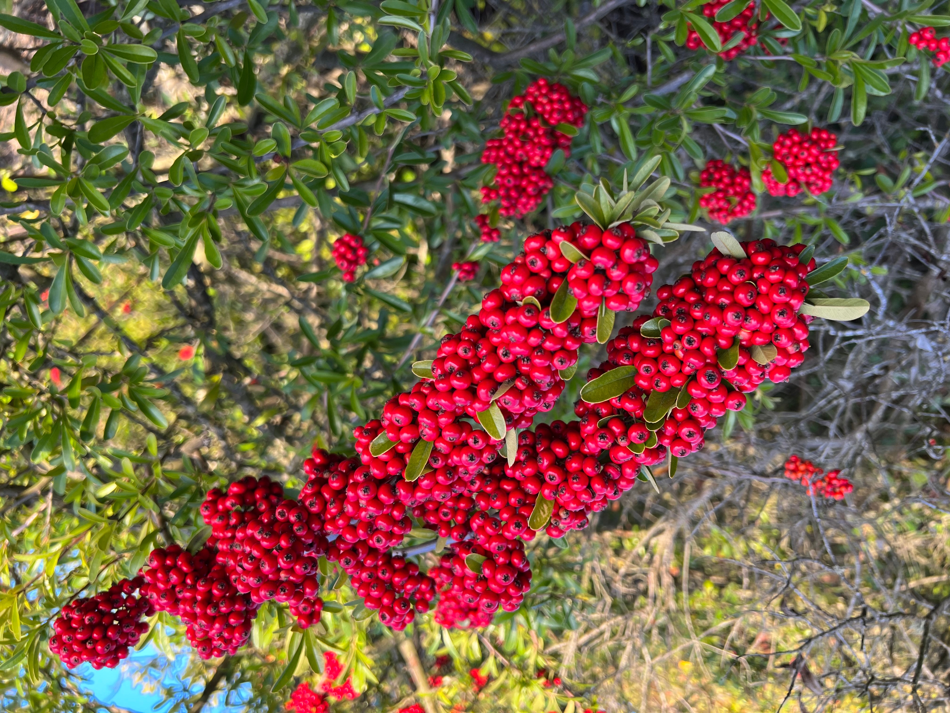 winter berries all around - under the solano sun - anr blogs