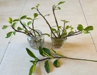 Malabar cuttings: stems can be planted directly in moisture retentive rich soil or in pots or they can be rooted before planting. They root quickly.