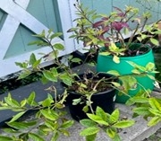 My Spinach plants. The green pot with green and purple Malabar spinach leaves was a cutting from the mother plant I potted a year ago.  I've made several cuttings from both of them.