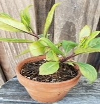 This is the cutting I gave to one of our volunteers at the Vallejo Peoples Garden.  She planted the rooted stem in December and it is thriving even in cold weather.