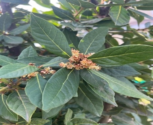 Laurel Herb Sweet Bay Tree Live Plant Laurus Nobilis 4"Pot Own Root 