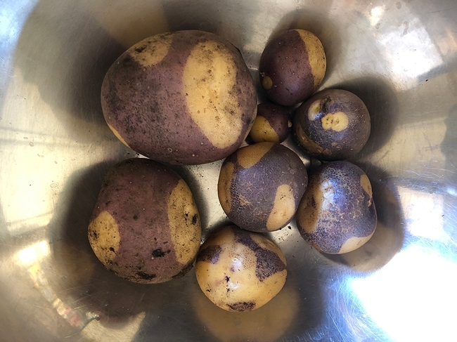 Harlequin potatoes