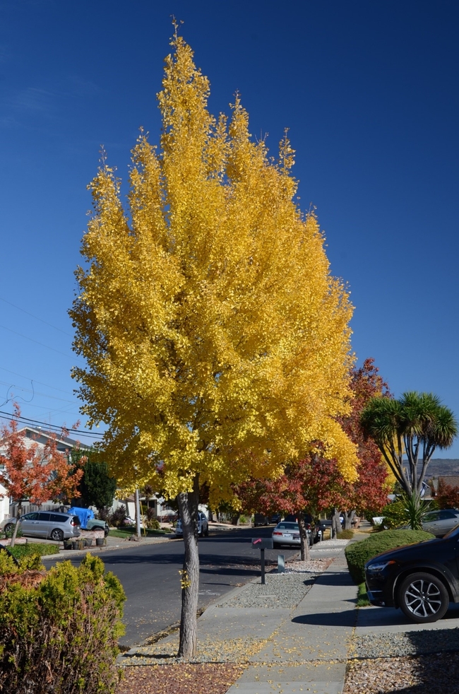 Ginkgo tree in Autumn. All photos by Patricia Matteson