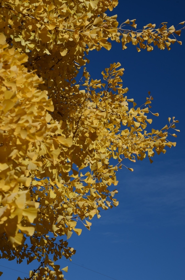 Golden ginkgo leaves.