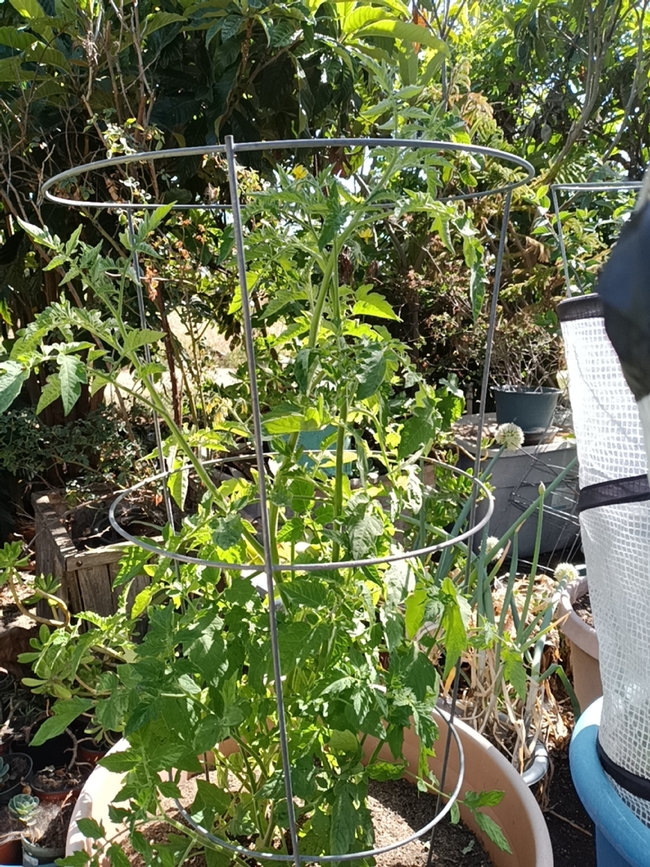 Plant covered with the tomato accelerator.