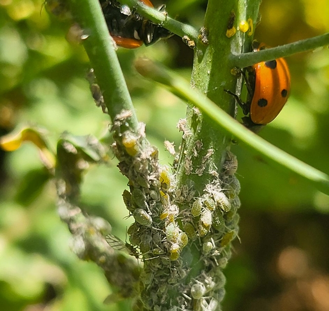Aphid meal for the ladybugs.