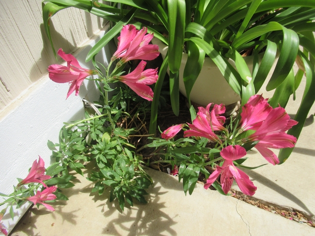 pink lilies growing in a flower bed