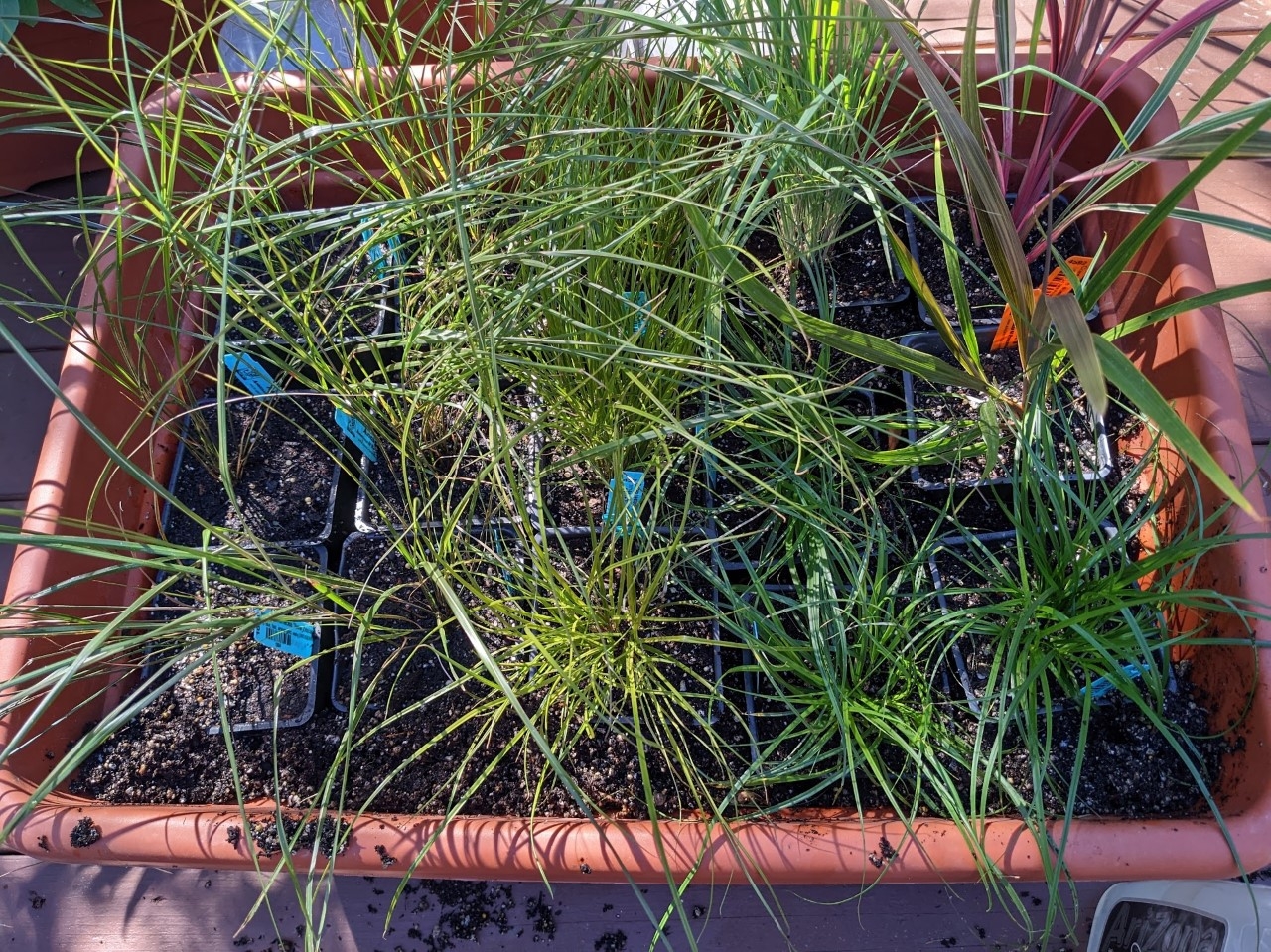 Spider Plant Triptych - Under the Solano Sun - ANR Blogs
