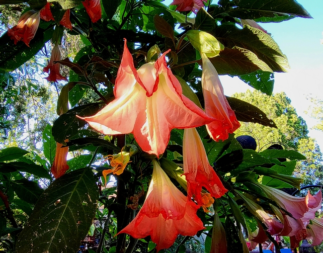Brugmansia Flower - photo by Al Alvarado