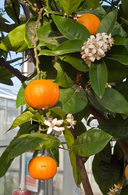 A Valencia Late orange tree (Cistus sinensis) in the temperate greenhouse of the RHS Wisley Gardens in Surrey by Anguskirk is licensed under CC BY-NC-ND 2.0.