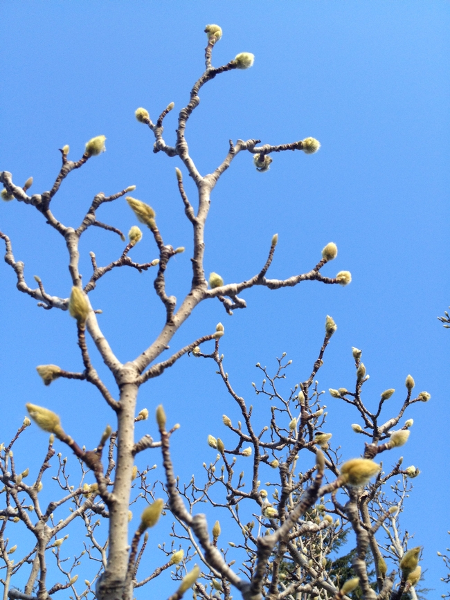 Fuzzy buds of magnolia. (photo by Ed Walbolt)