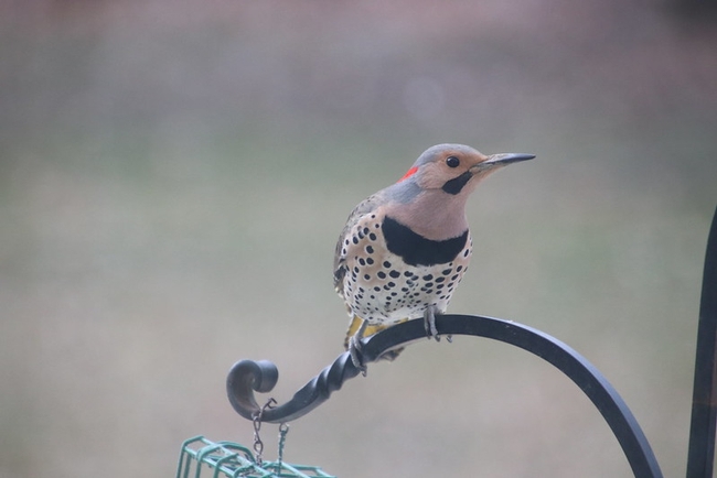 293/365/3945 (March 31, 2019) - Common Flicker at my Bird Feeders (Saline, Michigan) - March 31st, 2019 by cseeman is licensed under CC BY-NC-SA 2.0.