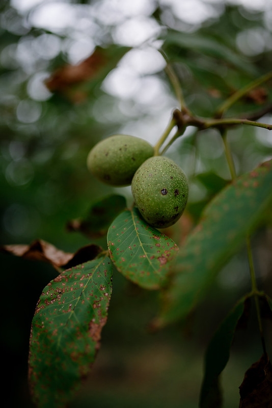 Green walnut tree closeup. by shixart1985 is licensed under CC BY 2.0.