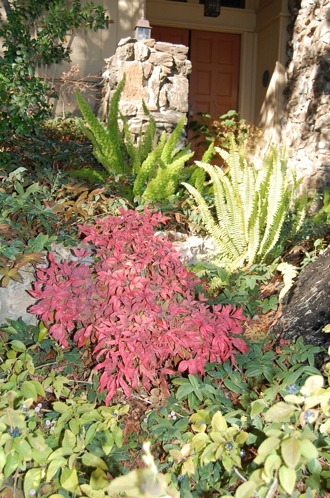 Nandina domestica ‘Firepower’ provides a welcome spot of color to a Vacaville front yard. (photos by Kathy Thomas-Rico)