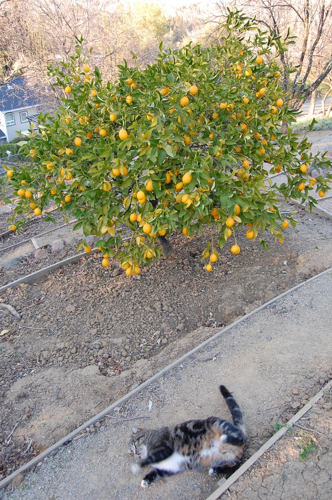 A Meyer lemon tree shows off brightly colored fruit in the depths of winter.