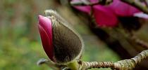 Magnolia bud. by Bernard Spragg is marked with CC0 1.0. for Under the Solano Sun Blog