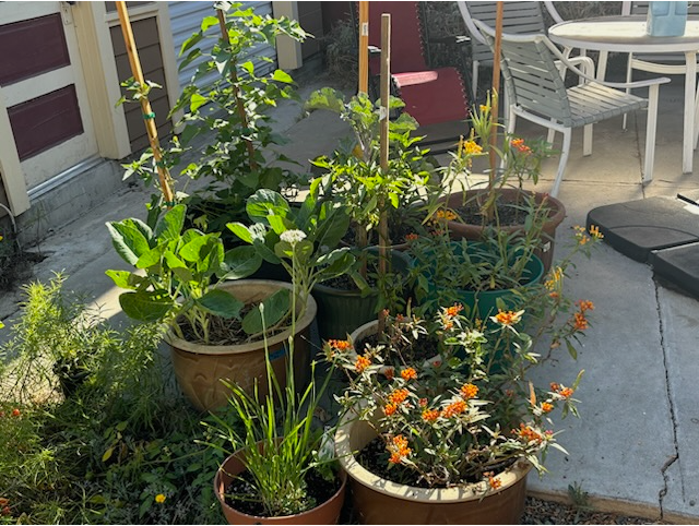 Pots in a backyard with plants growing in them.