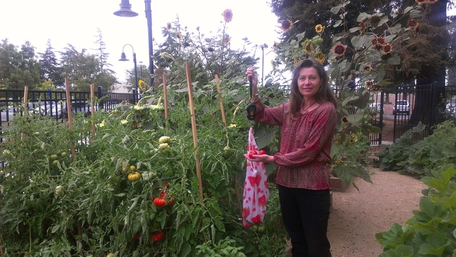 Weighing Harvest in San Jose Community Garden