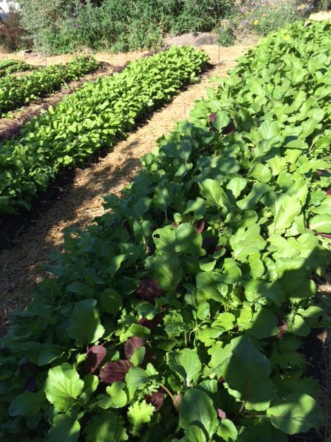 Lettuce beds at WOW Farm, Richmond, CA.