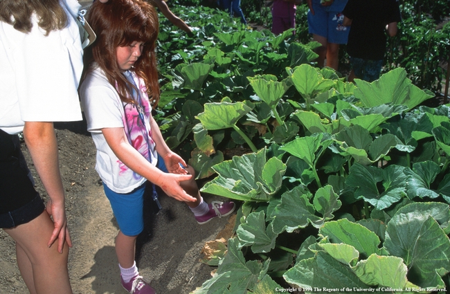 Girl in a school garden. Photo by Suzanne Paisley, UC ANR.
