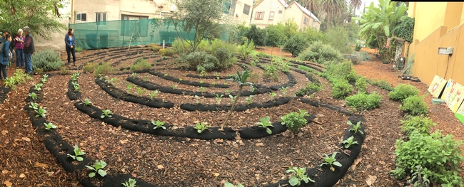 This small urban farm in downtown Los Angeles is part of the Episcopal Diocese Seeds of Hope program. It includes a living labyrinth for reflection, as well as flowers, fruit trees, herbs and vegetables for distribution in the community.
