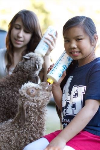 Two youth, one with a 4-H shirt, bottle feeding two brown lambs.