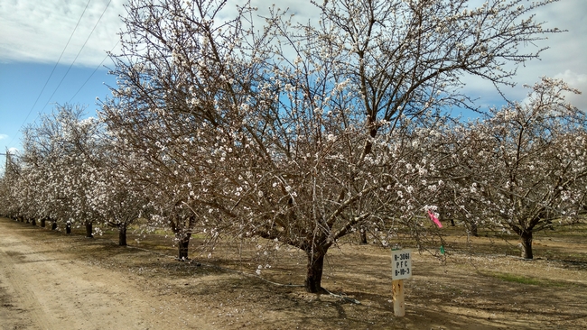 Kern County  almonds Feb 2018