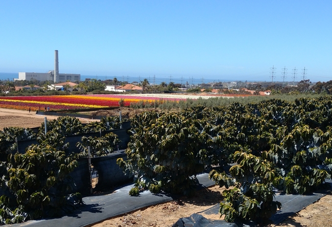 Coffee with the rannunulas fields and the Pacific in the background